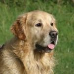 York Vet Supplies Ltd