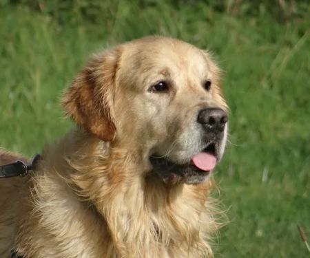 York Vet Supplies Ltd