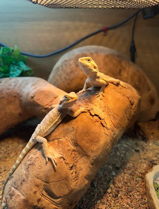 Wright's Reptiles & Aquatics Picture 6