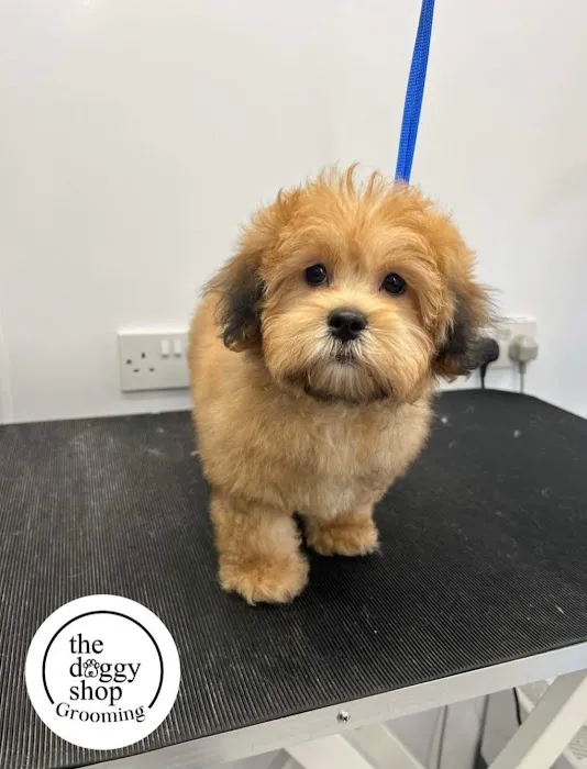 The Doggy Shop Picture 5