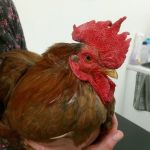 Oakhill Vets - Kirkham Branch
