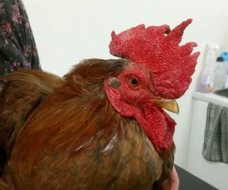 Oakhill Vets - Kirkham Branch