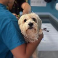 Myerscough Veterinary Group ico
