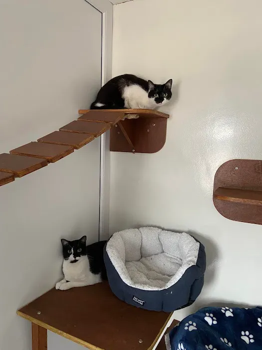 Barnacre Cattery Picture 2