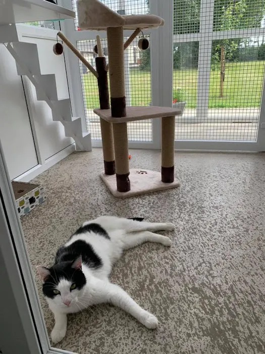 Two Rivers Cattery Picture 2