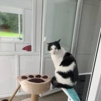 Two Rivers Cattery ico