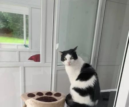 Two Rivers Cattery