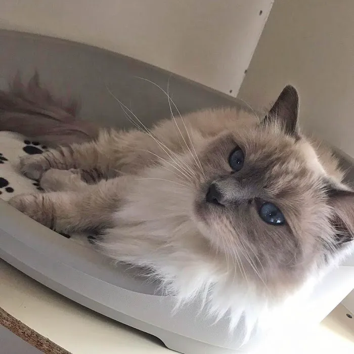 Lynbrook Cattery Picture 1