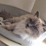 Lynbrook Cattery