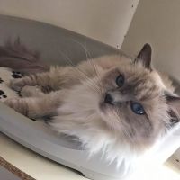 Lynbrook Cattery ico
