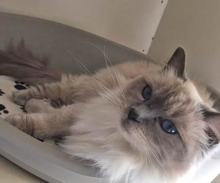 Lynbrook Cattery