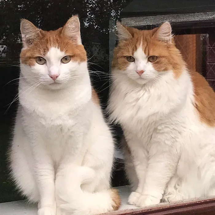Lynbrook Cattery Picture 2