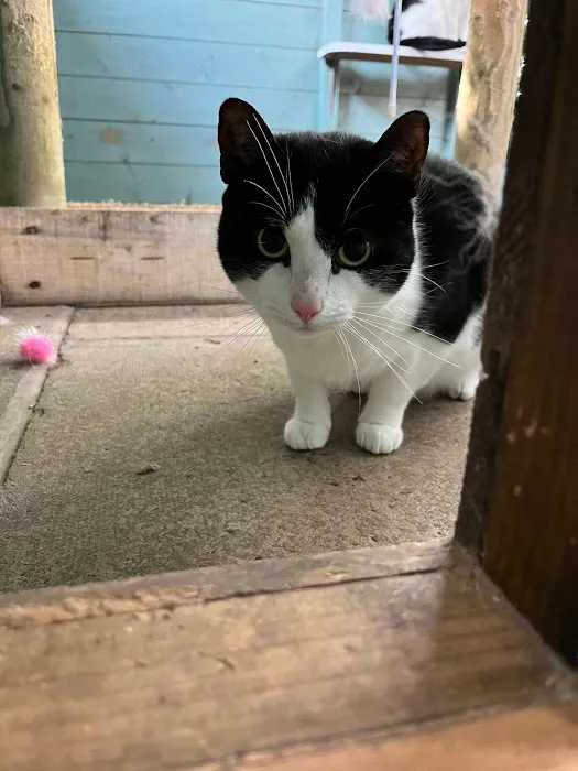 Lynbrook Cattery Picture 4