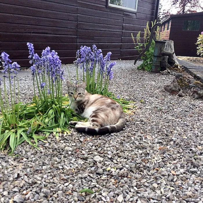 Lynbrook Cattery Picture 8