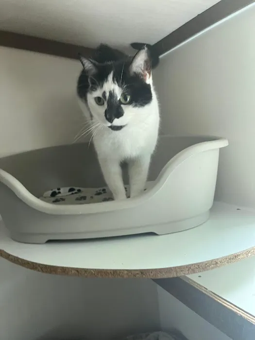 Lynbrook Cattery Picture 6