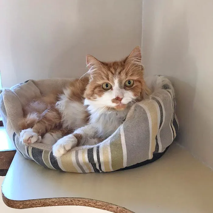 Lynbrook Cattery Picture 9