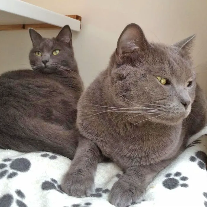 Lynbrook Cattery Picture 10