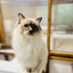 Boma Cattery & Small Animal Hotel