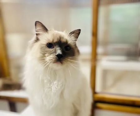 Boma Cattery & Small Animal Hotel