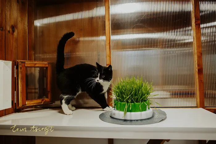 Boma Cattery & Small Animal Hotel Picture 4