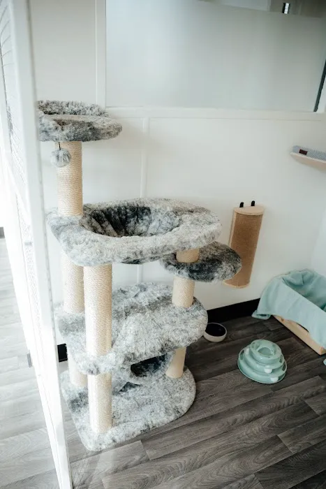 Boma Cattery & Small Animal Hotel Picture 8