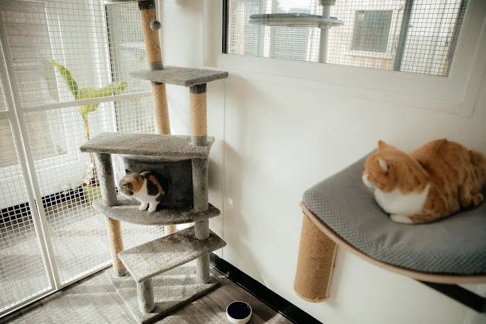 Boma Cattery & Small Animal Hotel Picture 10