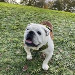 North Western Vet Physio