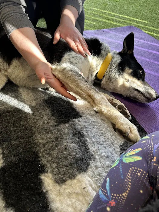 North Western Vet Physio Picture 5