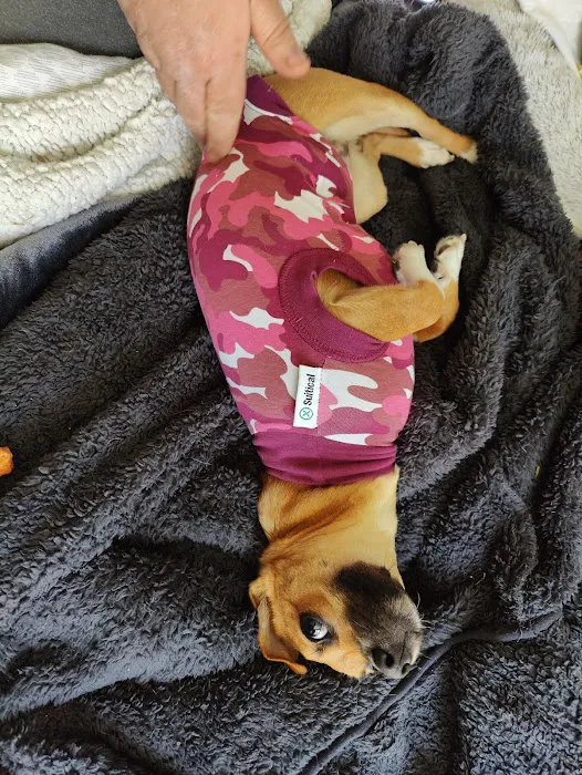 Vets4Pets - Preston Picture 8