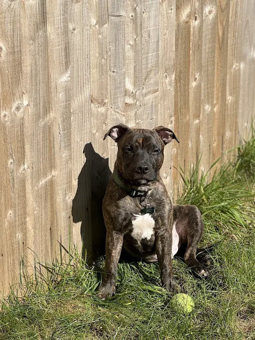 Vets4Pets - Preston Picture 10
