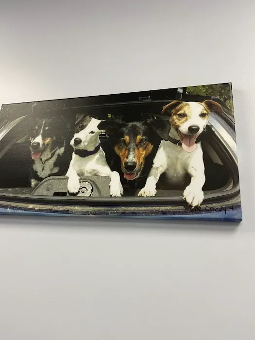 Tower Veterinary Group, Fulford Surgery Picture 3