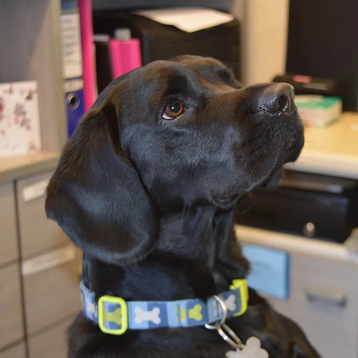 Tower Veterinary Group, Fulford Surgery Picture 6