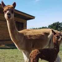 Westpoint Farm Vets, York ico
