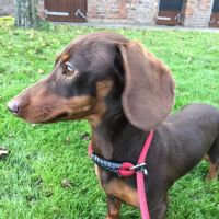 The Red House Luxury Boarding Cattery and Kennels ico