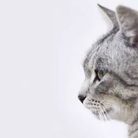VetMediUK ico