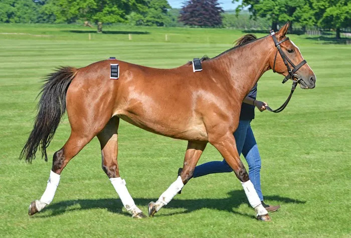 The Horse Vet Picture 5