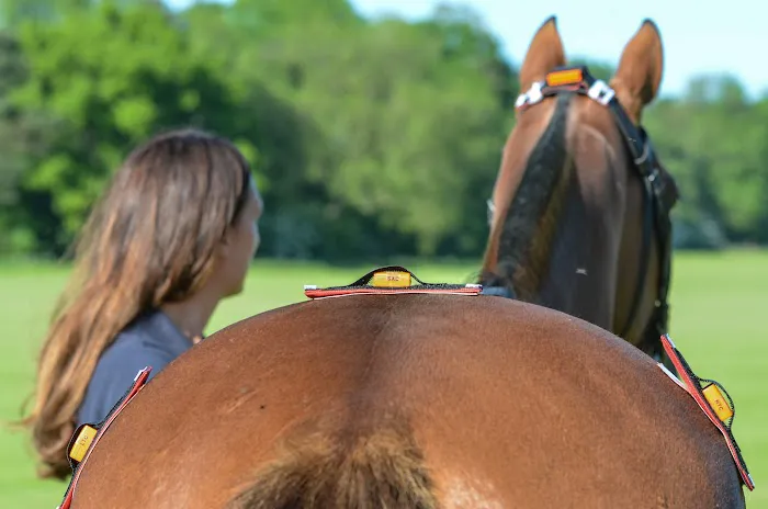 The Horse Vet Picture 3