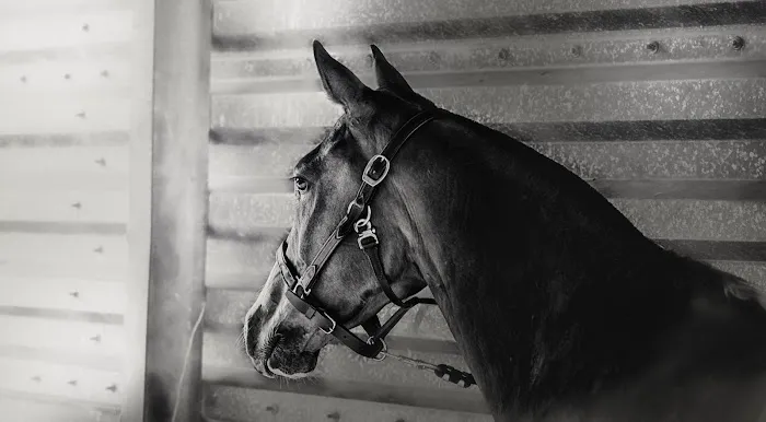 The Horse Vet Picture 9