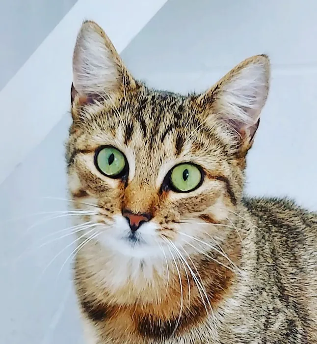 Penrose Farm Cattery Picture 4