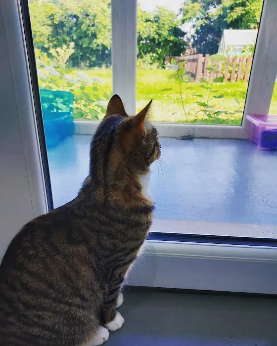 Penrose Farm Cattery Picture 1