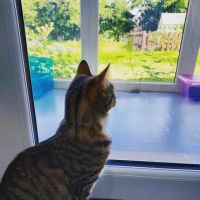 Penrose Farm Cattery ico