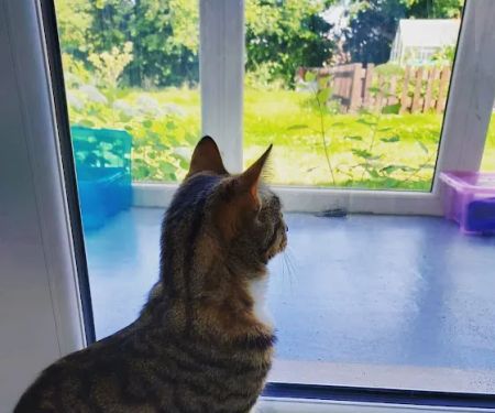 Penrose Farm Cattery