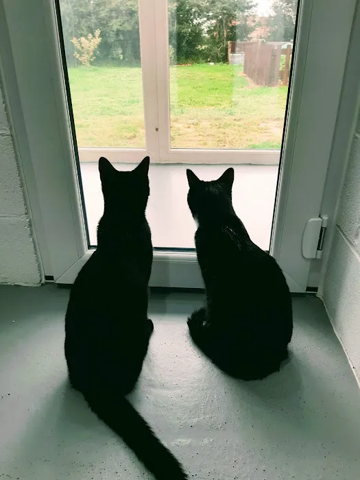 Penrose Farm Cattery Picture 8