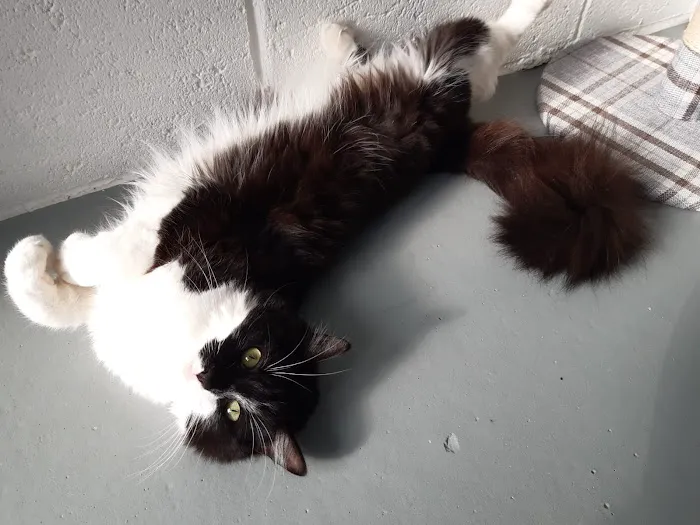 Penrose Farm Cattery Picture 10