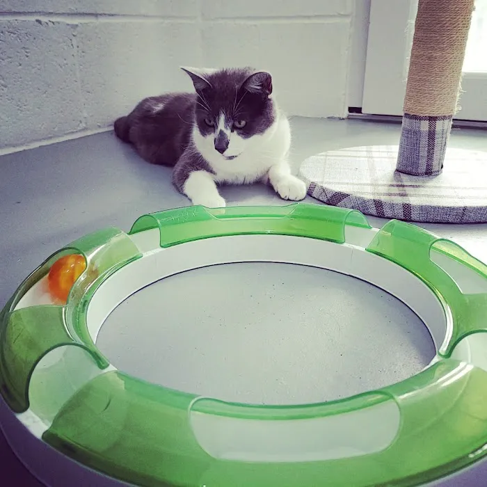 Penrose Farm Cattery Picture 6