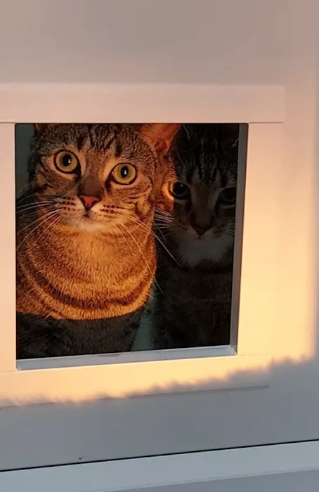 Penrose Farm Cattery Picture 7