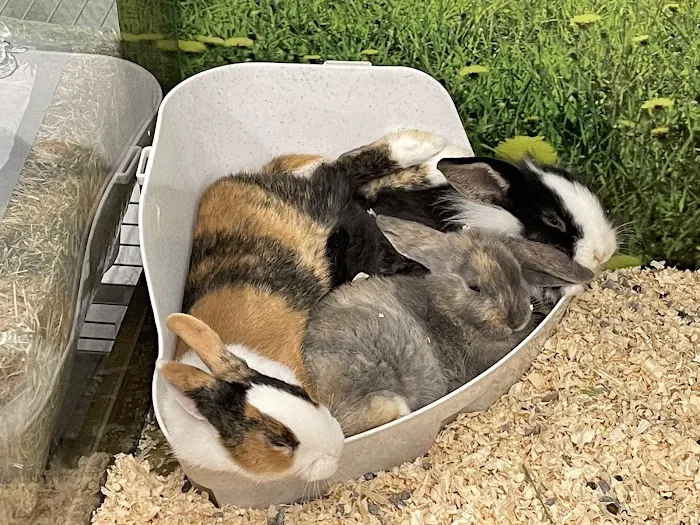 Jollyes - The Pet People Selby Picture 6