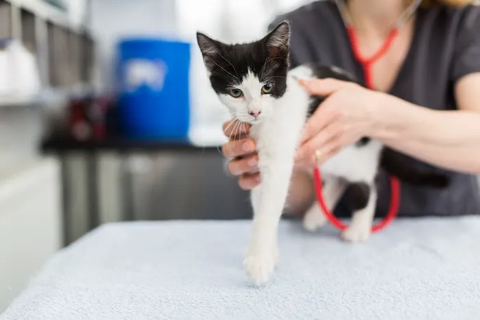 Vermuyden Vets Picture 6