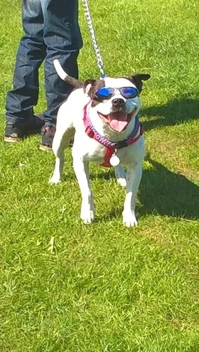 Rase Veterinary Centre - Goole Picture 2