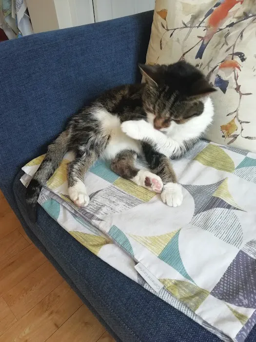 Orchard Cattery Picture 1